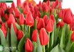 Tulipa Artemis (2)